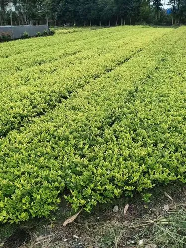 成都人居江岸林语实地探房-人居江岸林语质量、绿化、物业服务如何？