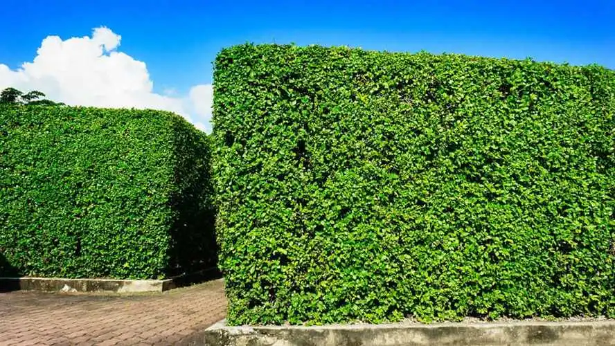 绿化工程植物种植现场